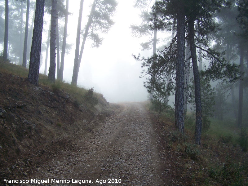 Camino de Cañada del Saucar - Camino de Cañada del Saucar. 