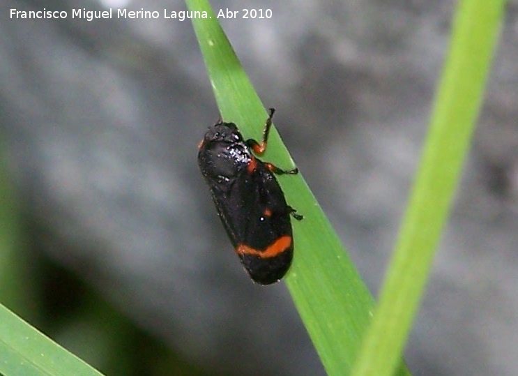 Cigarra espumosa - Cigarra espumosa. Cerro Veleta - Jaén