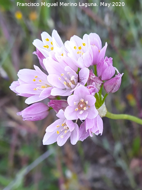 Ajo de culebra - Ajo de culebra. Flores. La Veleta - Los Villares