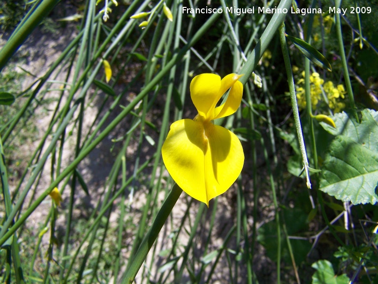 Retama de flor - Retama de flor. Los Cañones. Los Villares
