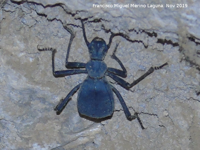 Escarabajo Leptoderis collaris - Escarabajo Leptoderis collaris. Cuevas de la Ermita de San Torcuato - Fonelas