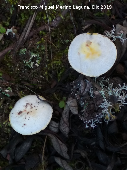 Hygrophorus chrysodon - Hygrophorus chrysodon. Cascada de la Cimbarra - Aldeaquemada