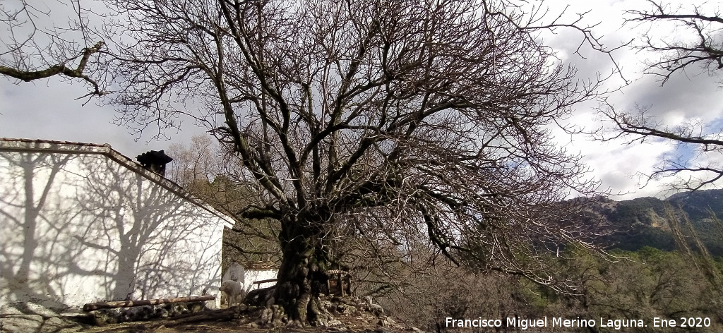 Cortijo del Arroyo Maillar - Cortijo del Arroyo Maillar. Cortijo y la higuera