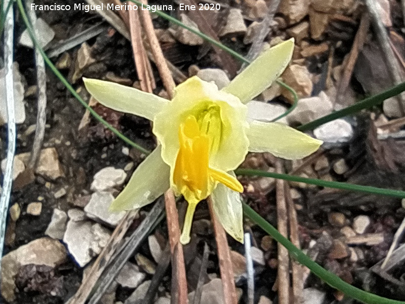 Narciso Monta�oso - Narciso Monta�oso. Empalme del Valle - Cazorla