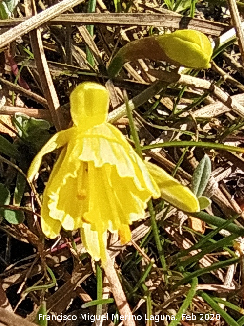 Narciso Monta�oso - Narciso Monta�oso. Nava Alta del Barranco de la Ca�ada de las Fuentes - Quesada