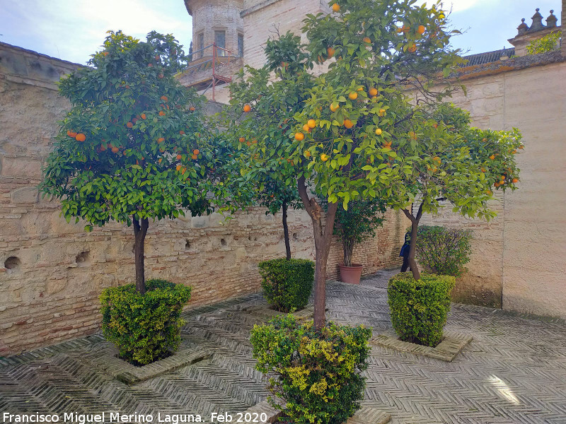 Alc�zar de Jerez. Mezquita - Alc�zar de Jerez. Mezquita. Patio de los Naranjos