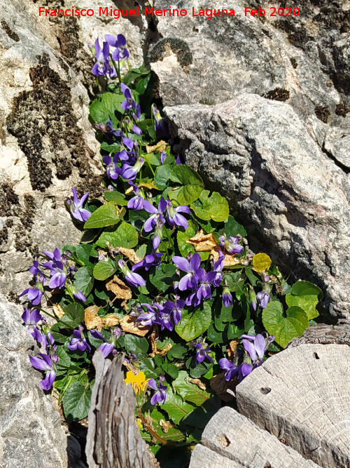 Violeta Silvestre - Violeta Silvestre. R�o B�jar - Quesada