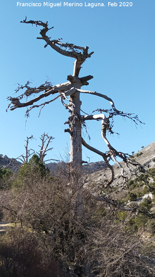 Pino Muerto del Poyo de las Palomas - Pino Muerto del Poyo de las Palomas. 