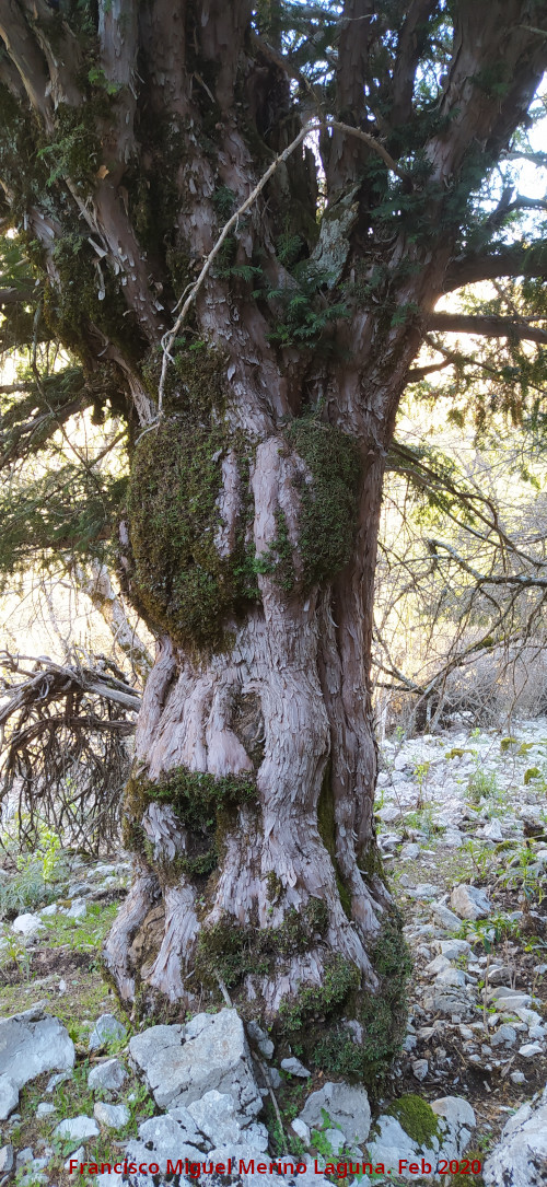 Tejo del Torso de Mujer - Tejo del Torso de Mujer. Tronco