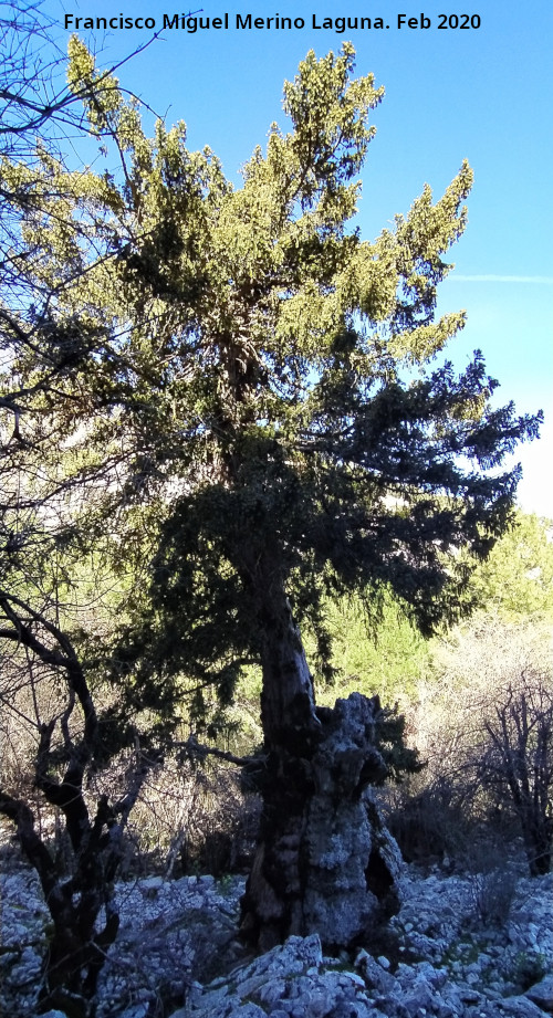 Tejo Botella - Tejo Botella. 