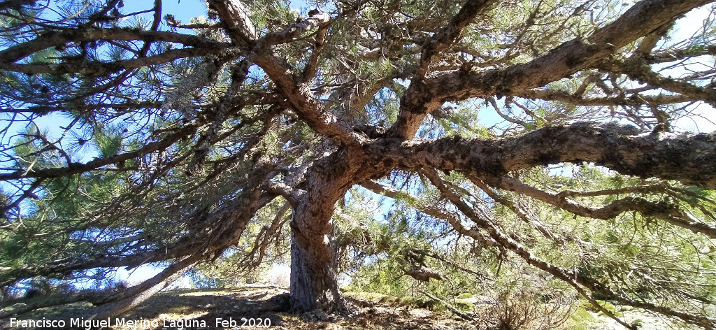 Pino de la Rama - Pino de la Rama. 