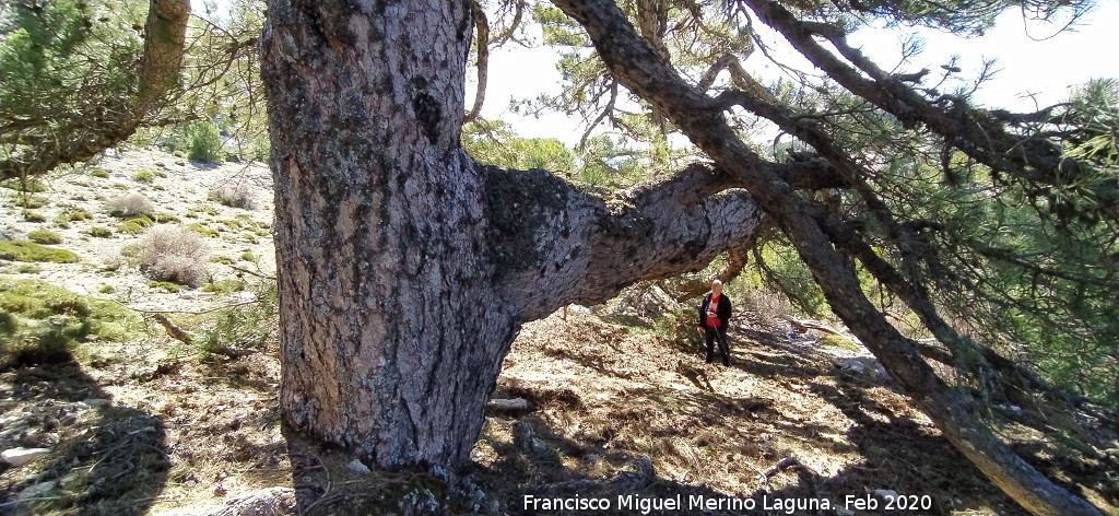 Pino de la Rama - Pino de la Rama. 