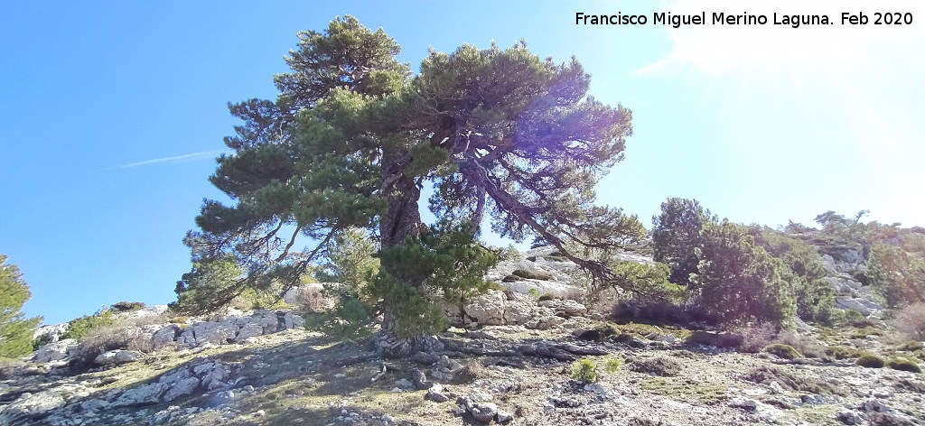 Pino Retorcido - Pino Retorcido. 