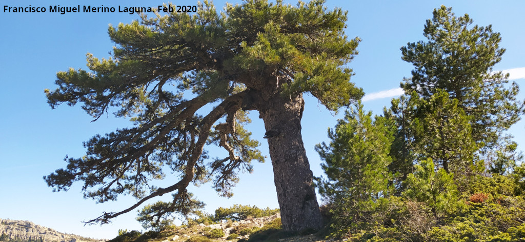 Pino Bandera de la Loma de Cagasebo - Pino Bandera de la Loma de Cagasebo. 