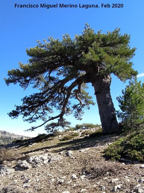 Pino Bandera de la Loma de Cagasebo - Pino Bandera de la Loma de Cagasebo. 