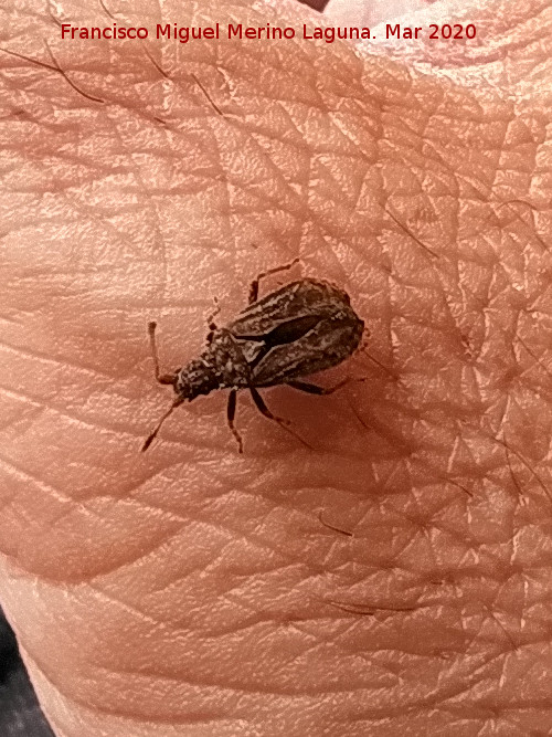 Chinche Arenocoris - Chinche Arenocoris. Los Villares
