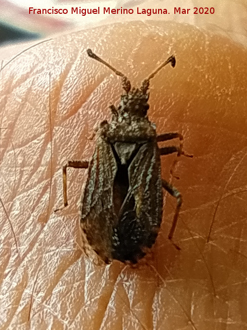 Chinche Arenocoris - Chinche Arenocoris. Los Villares