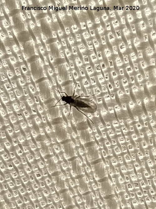 Mosca del Hongo - Mosca del Hongo. Los Villares