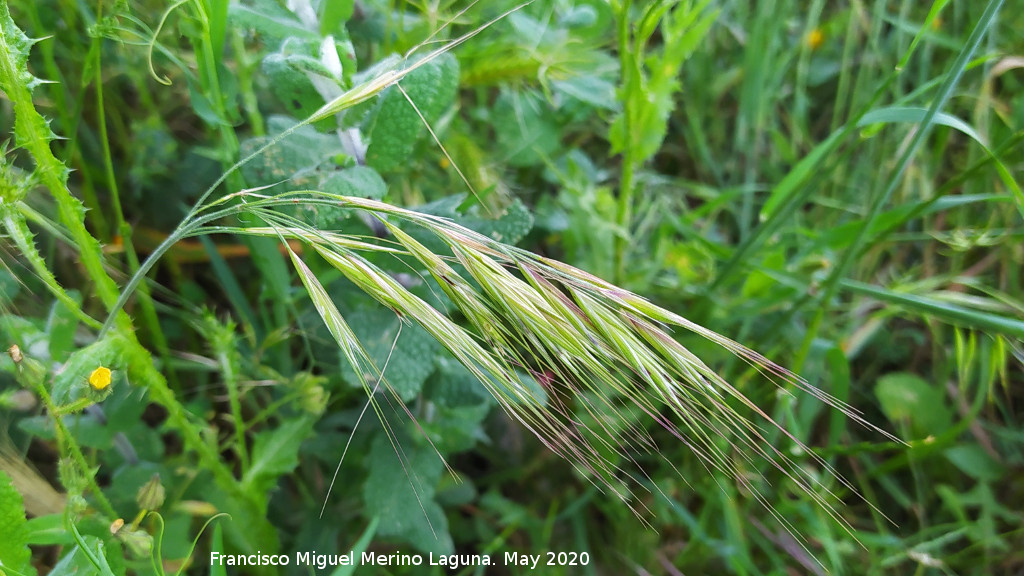 Bromus madrile�o - Bromus madrile�o. La Veleta - Los Villares