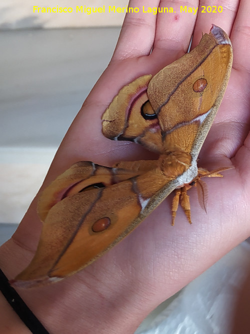 Polilla de seda de Suraka - Polilla de seda de Suraka. Navas de San Juan