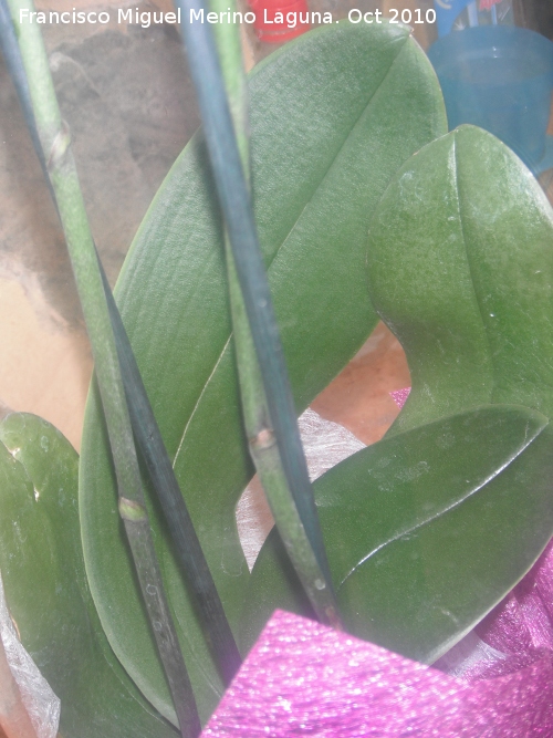Orqu�dea mariposa rayada - Orqu�dea mariposa rayada. Hojas. Los Villares
