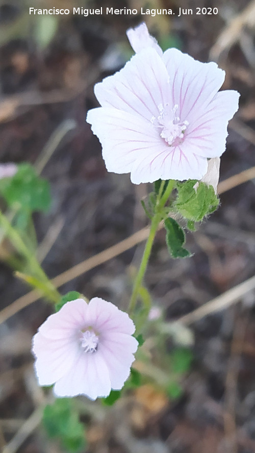 Malva hisp�nica - Malva hisp�nica. Pantano del Guadal�n - Vilches
