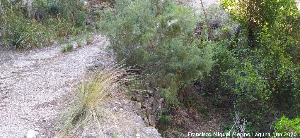 Camino del Arroyo del Hombre - Camino del Arroyo del Hombre. 