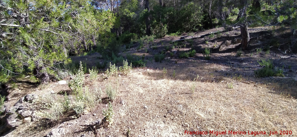 Era de la Huelga de los Olivos - Era de la Huelga de los Olivos. 