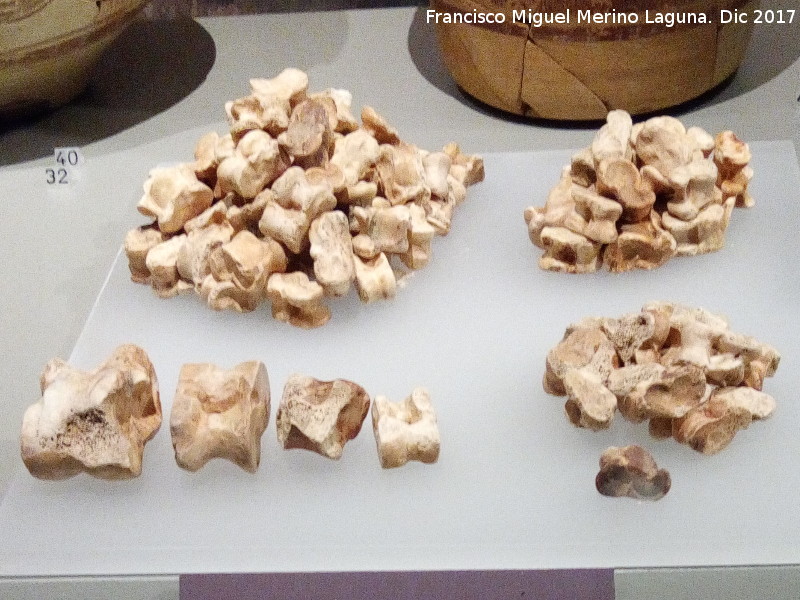 Necrópolis ibérica de Piquia - Necrópolis ibérica de Piquia. Conjunto de tabas siglo I a.C. Museo Ibero de Jaén