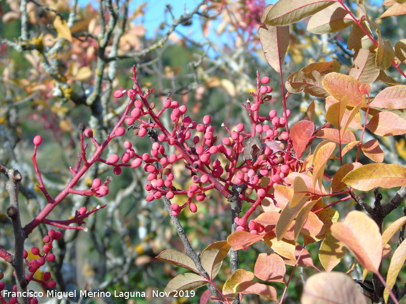 Cornicabra - Cornicabra. Frutos. Ba�izuela - Torredelcampo