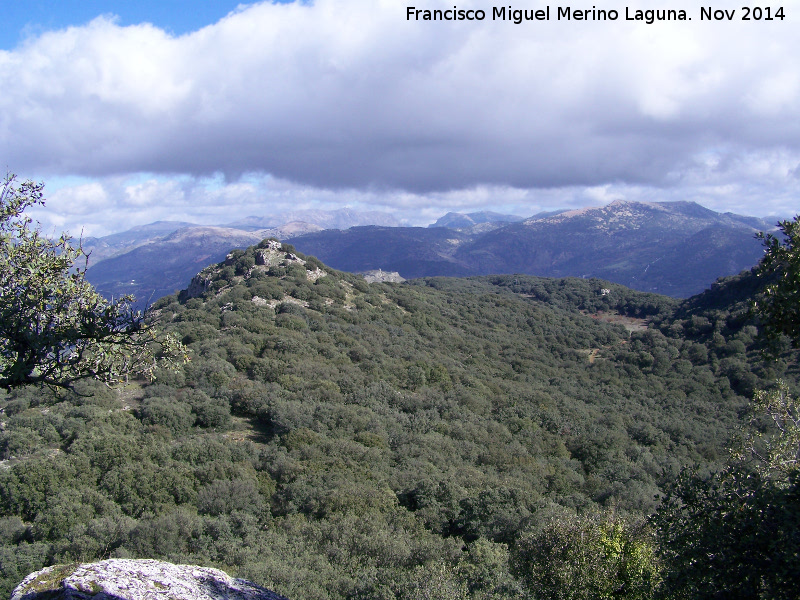 La Camuña - La Camuña. Bosque mediterráneo