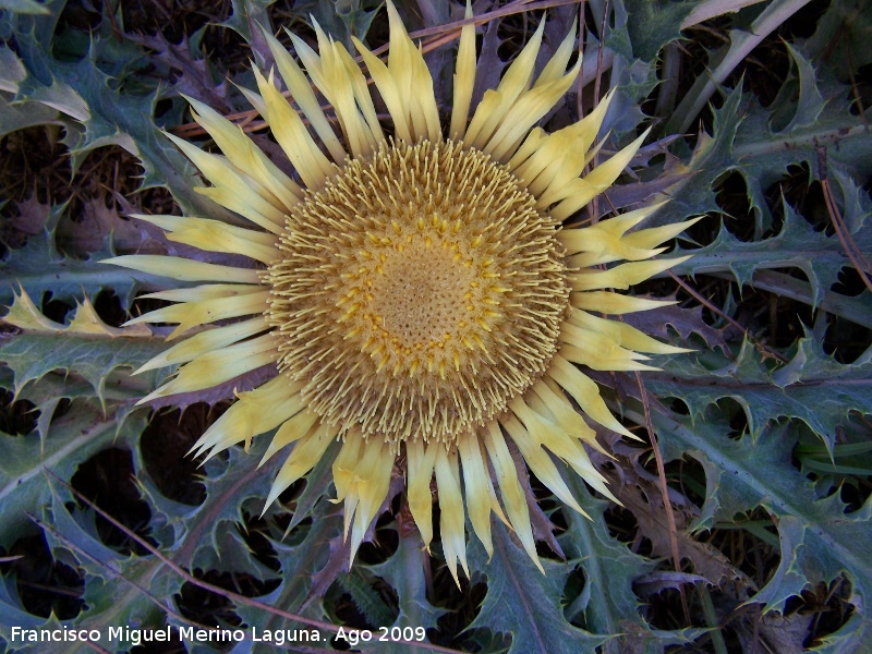 Carlina - Carlina. Cañada del Saucar (Santiago Pontones)
