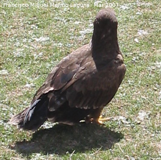 Pájaro Águila real - Pájaro Águila real. Cazorla