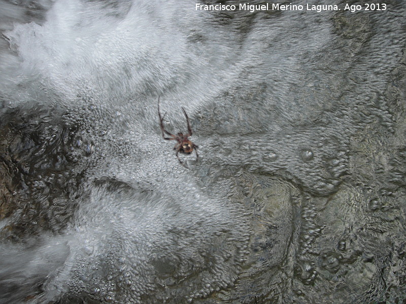 Araña orbitela - Araña orbitela. Parte baja. Río Orcera - Orcera