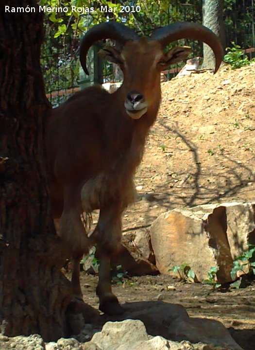 Arrui - Arrui. 