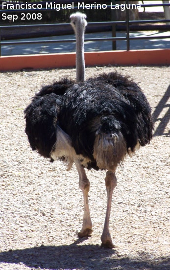 Pájaro Avestruz - Pájaro Avestruz. Córdoba