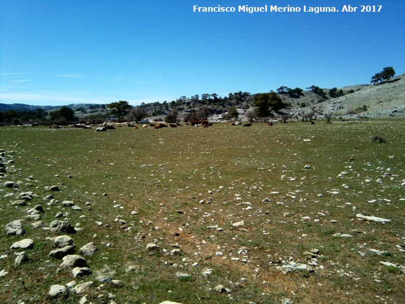 Campos de Hernán Perea - Campos de Hernán Perea. Ganado