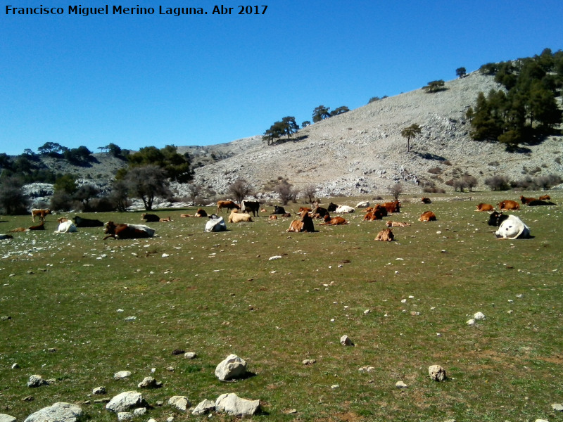 Campos de Hernán Perea - Campos de Hernán Perea. Ganado