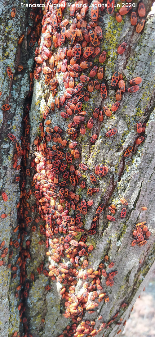 Chinche roja - Chinche roja. Larvas y adultas. Pantano del Guadal�n - Vilches