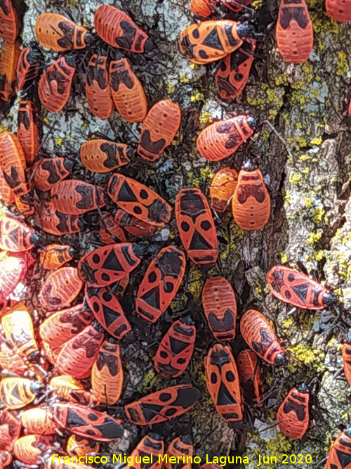 Chinche roja - Chinche roja. Larvas y adultas. Pantano del Guadal�n - Vilches