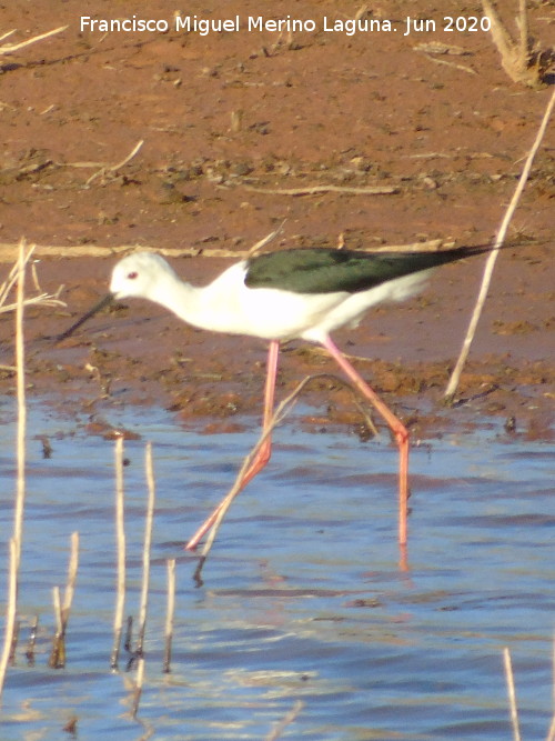 P�jaro Cig�e�uela - P�jaro Cig�e�uela. Pantano del Guadal�n - Vilches