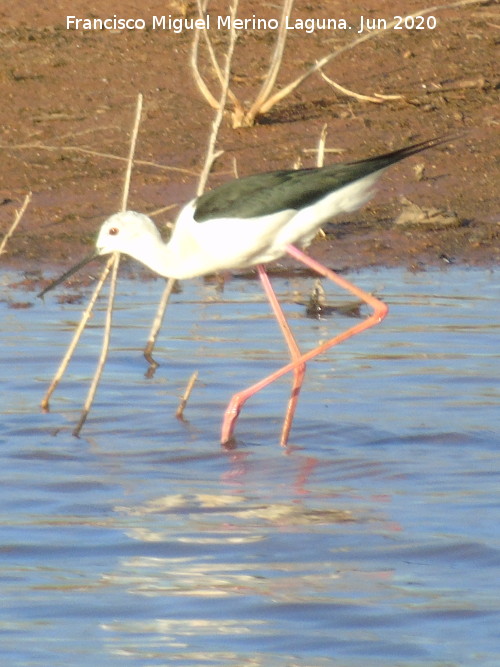 P�jaro Cig�e�uela - P�jaro Cig�e�uela. Pantano del Guadal�n - Vilches