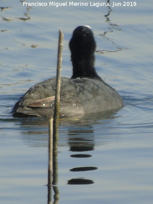 Pájaro Focha - Pájaro Focha. Laguna Dulce - Campillos