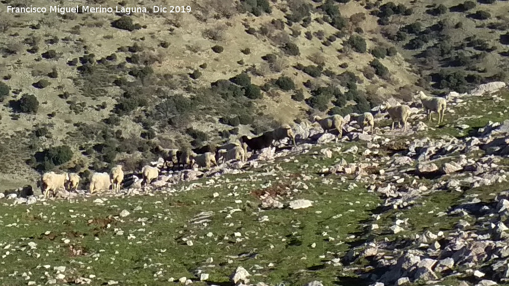 Oveja - Oveja. Cerro Los Morales - Valdepe�as de Ja�n