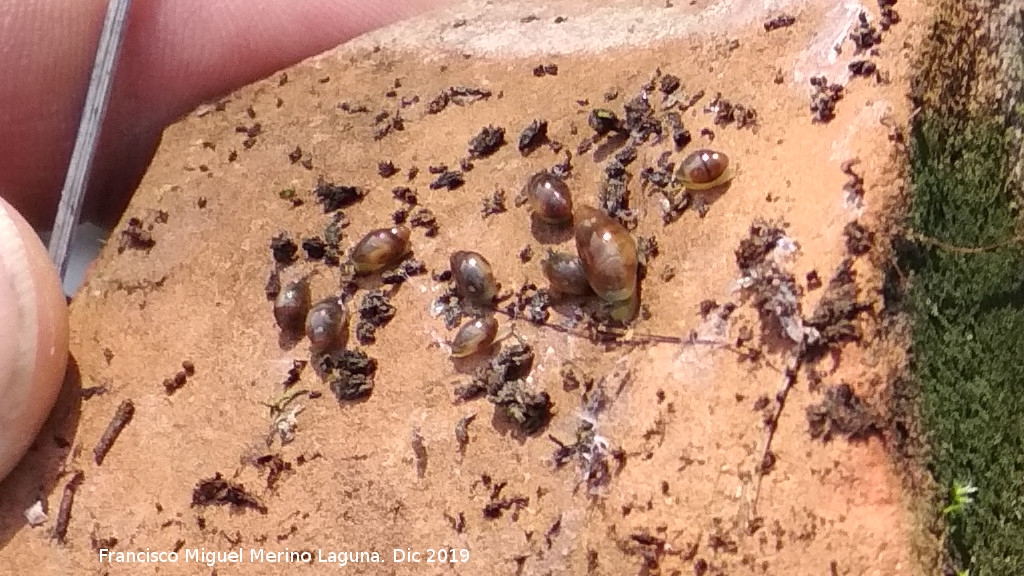 Caracola terrestre - Caracola terrestre. Cerro de Santa Catalina - Jan