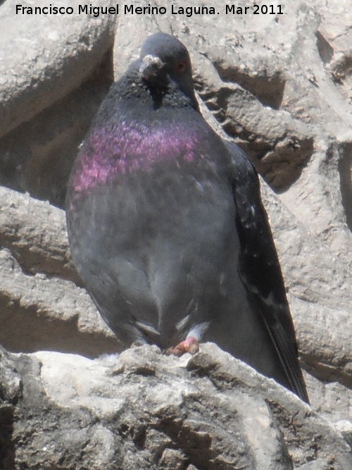 Pjaro Paloma brava - Pjaro Paloma brava. Jan