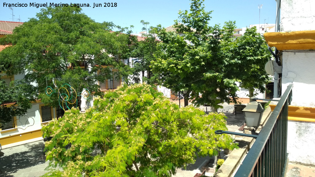 Plaza Juan Antonio León García - Plaza Juan Antonio León García. Árboles