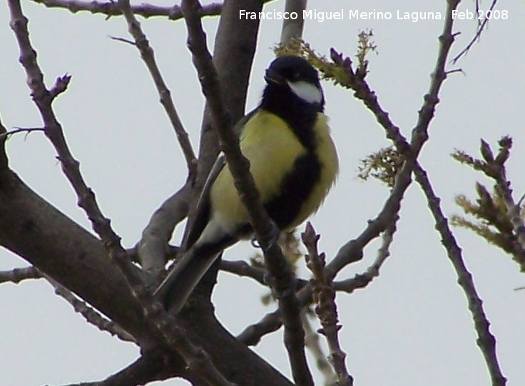 Pájaro Carbonero - Pájaro Carbonero. Baeza