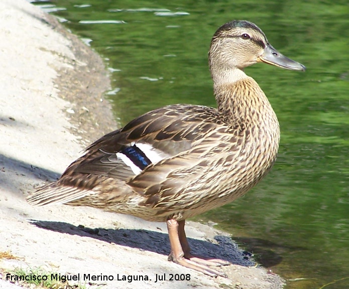 Pájaro Ánade real - Pájaro Ánade real. Benalmádena