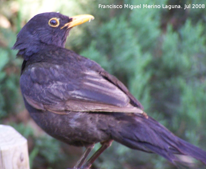 Pájaro Mirlo - Pájaro Mirlo. Benalmádena